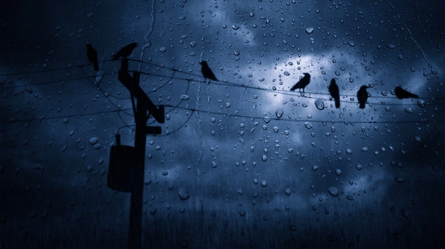 bird-rainy-backgrounds
